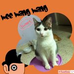 Wang Wang - Domestic Short Hair Cat