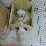 Snow White - Pekingese Dog