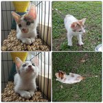 Female Kitten - Domestic Short Hair Cat