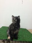 Bubu - Persian + Turkish Angora Cat