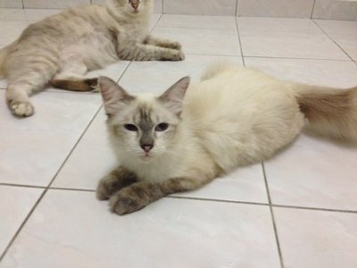 Babyy - Turkish Angora Cat