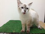 Babyy - Turkish Angora Cat