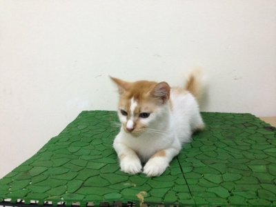 Tabby - Ragdoll + Domestic Short Hair Cat