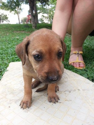 Waiting To Be Named - Mixed Breed Dog