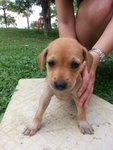 Waiting To Be Named - Mixed Breed Dog