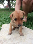 Waiting To Be Named - Mixed Breed Dog