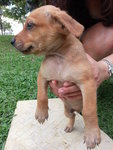 Waiting To Be Named - Mixed Breed Dog