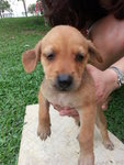 Waiting To Be Named - Mixed Breed Dog