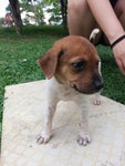 Waiting To Be Named - Mixed Breed Dog