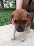 Waiting To Be Named - Mixed Breed Dog