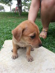 Waiting To Be Named - Mixed Breed Dog