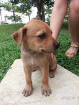 Waiting To Be Named - Mixed Breed Dog