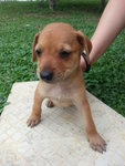 Waiting To Be Named - Mixed Breed Dog