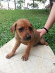 Waiting To Be Named - Mixed Breed Dog