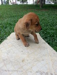 Waiting To Be Named - Mixed Breed Dog