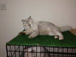 Sopy - Turkish Angora Cat