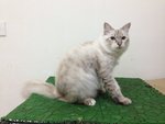 Sopy - Turkish Angora Cat