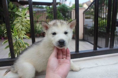 Grey White Siberian Husky Puppies - Siberian Husky Dog