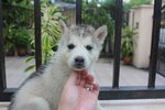 Grey White Siberian Husky Puppies - Siberian Husky Dog