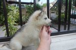 Grey White Siberian Husky Puppies - Siberian Husky Dog