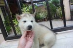 Grey White Siberian Husky Puppies - Siberian Husky Dog