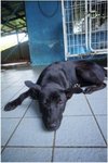 Blackie (Spca) - Mixed Breed Dog