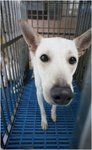 Candy (Spca) - Mixed Breed Dog