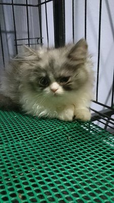 Joe - Persian Cat