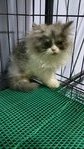 Joe - Persian Cat