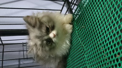 PF50626 - Persian Cat