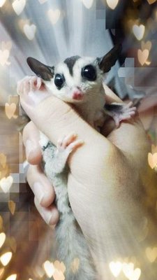 Elly - Sugar Glider Small & Furry