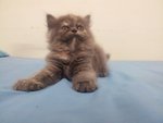 Female Persian Kitten - Persian Cat