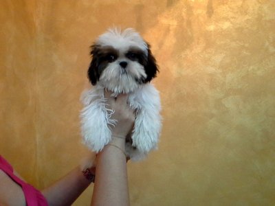 Mini Shih Tzu  - Shih Tzu Dog