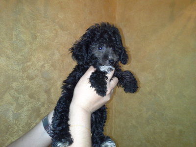 Silver Toy Poodle - Poodle Dog