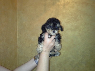 Black &amp; Tan Toy Poodle  - Poodle Dog