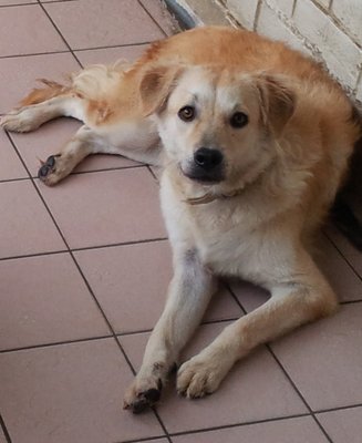 Sparkle &amp; Max - Labrador Retriever Mix Dog