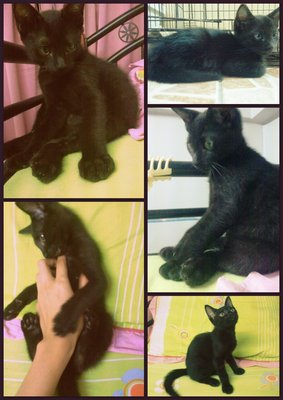 Blacky (Ecky) - Domestic Short Hair Cat