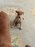 Adorable Pups For Adoption - Mixed Breed Dog