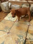 Adorable Pups For Adoption - Mixed Breed Dog