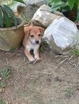 Adorable Pups For Adoption - Mixed Breed Dog