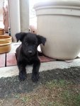 Adorable Pups For Adoption - Mixed Breed Dog