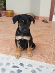 Adorable Pups For Adoption - Mixed Breed Dog