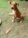 Adorable Pups For Adoption - Mixed Breed Dog