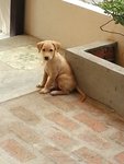 Adorable Pups For Adoption - Mixed Breed Dog