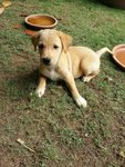 Adorable Pups For Adoption - Mixed Breed Dog