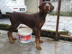 Doberman  - Doberman Pinscher Dog