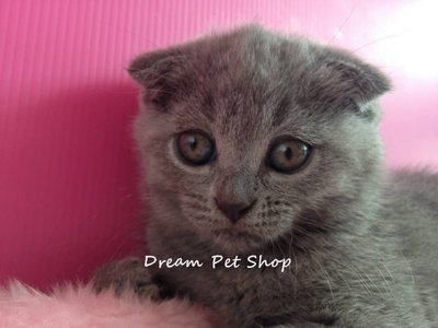 Scottish Fold 04 - Scottish Fold Cat