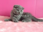 Scottish Fold 04 - Scottish Fold Cat