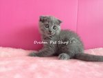 Scottish Fold 04 - Scottish Fold Cat