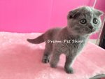 Scottish Fold 04 - Scottish Fold Cat